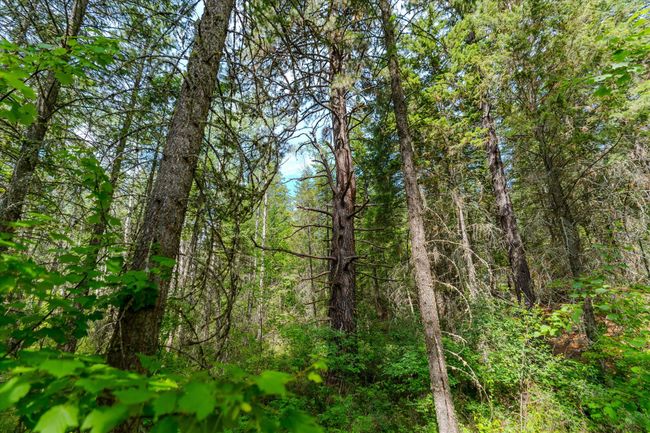 View of tree filled area | Image 12