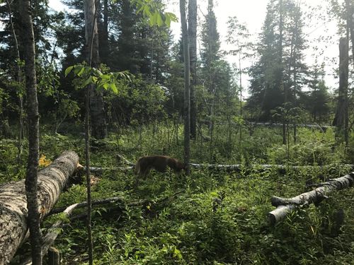 2 Lot: Blk: Ac, Alango Twp, MN, 55703 | Card Image