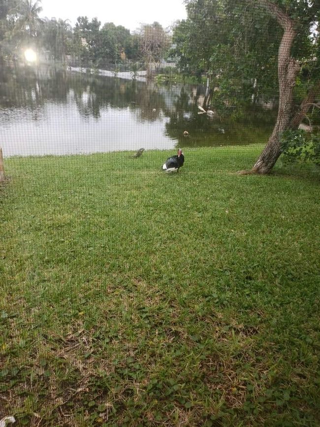2661 Forest Dr, House other with 4 bedrooms, 2 bathrooms and null parking in Miramar FL | Image 14
