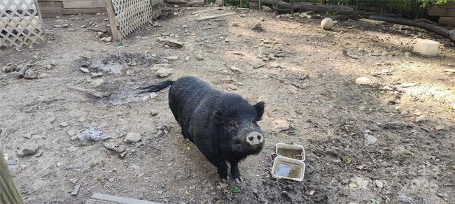 pig pen happiness | Image 31