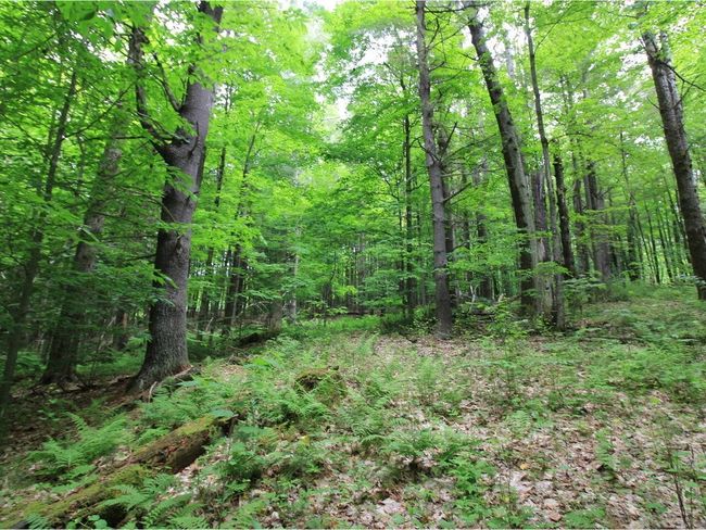 Lot 4 Piney Grove Ln, Home with 0 bedrooms, 0 bathrooms and null parking in Underhill VT | Image 14