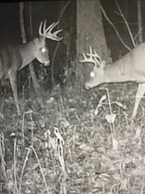 271 Bluebird Ln, Hyden, KY, 41749-8907 | Card Image