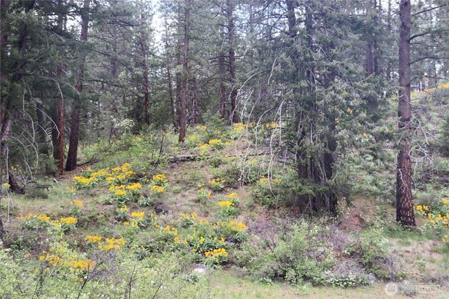 Wildflowers dominate the landscape in the spring. | Image 18