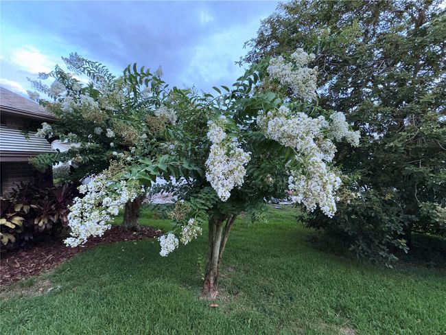 1643 New Abbey Ave, House other with 3 bedrooms, 2 bathrooms and null parking in LEESBURG FL | Image 41
