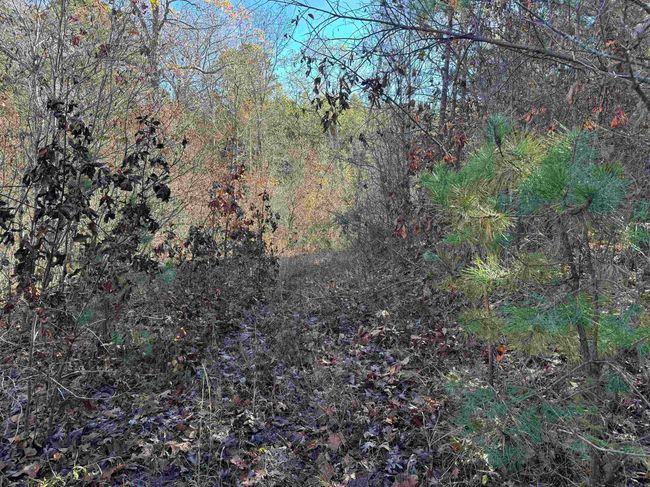 00 Calico Rd, Home with 0 bedrooms, 0 bathrooms and null parking in Clinton AR | Image 30