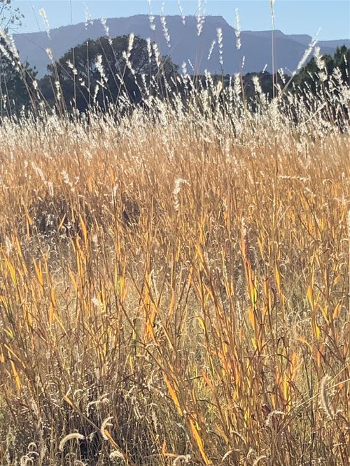 16.03 acres County Road B55, Ribera, NM, 87565 | Card Image