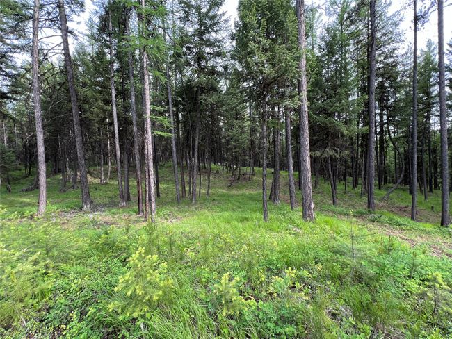 more open meadows with possibilites | Image 117