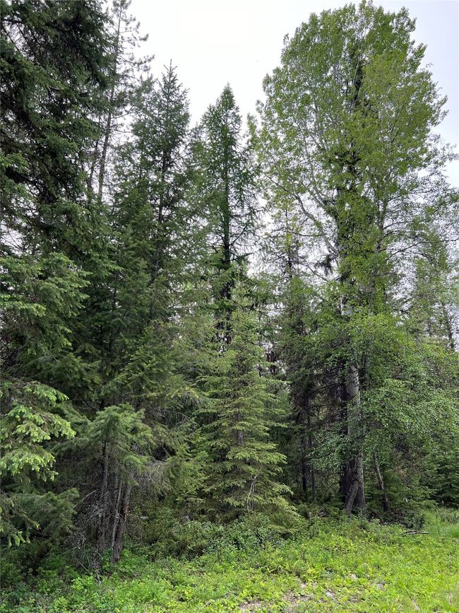 more trees and open areas | Image 87