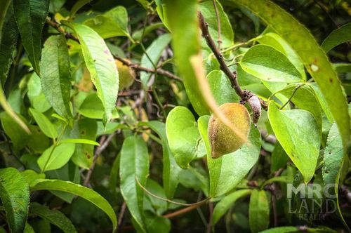 00 County Road 3366, Tenaha, TX, 75974 | Card Image