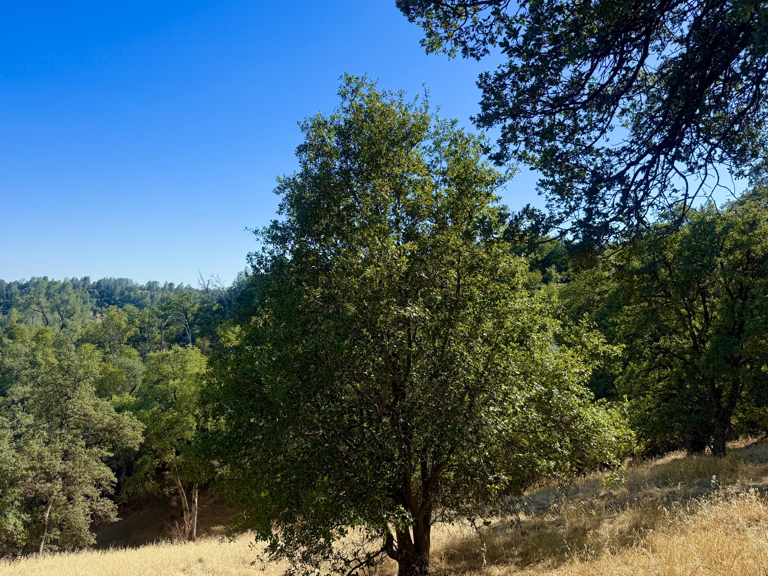 Land in Anderson 4