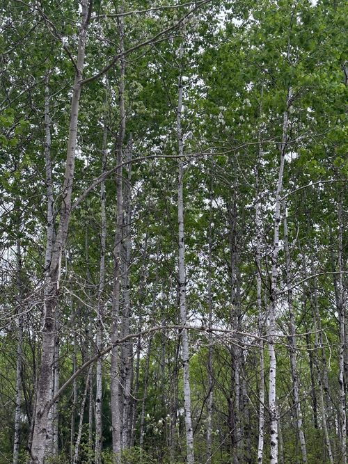 lot-4-ON Kelly Fire Ln, Tomahawk, WI, 54487 | Card Image