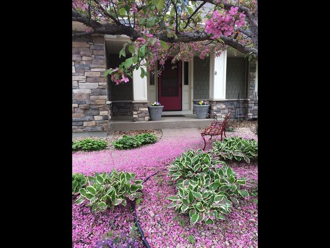 Welcome spring with a gorgeous flowering tree | Image 52