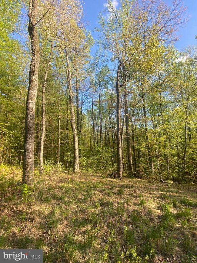 0 Revenooer Rd, Home with 0 bedrooms, 0 bathrooms and null parking in MADISON VA | Image 10
