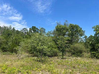 BEAUTIFUL TREES ON THE PROPERTY | Image 2