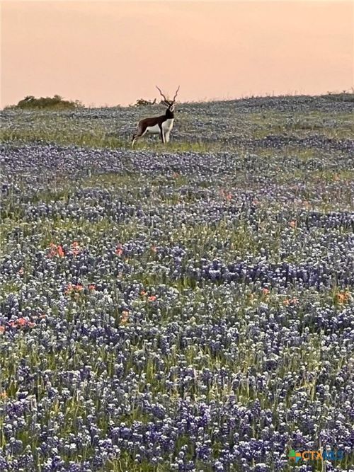 2265 County Road 106, Purmela, TX, 76566-2543 | Card Image