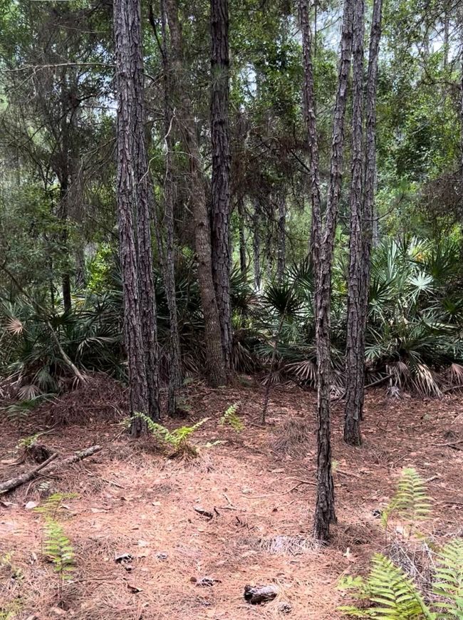 0 Carter Rd, Home with 0 bedrooms, 0 bathrooms and null parking in Saint Augustine FL | Image 11
