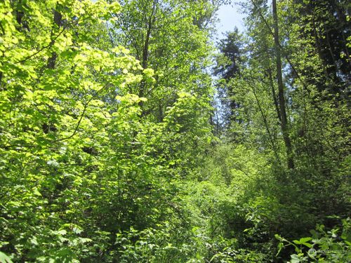 20633 Se 388th St, Enumclaw, WA, 98022 | Card Image