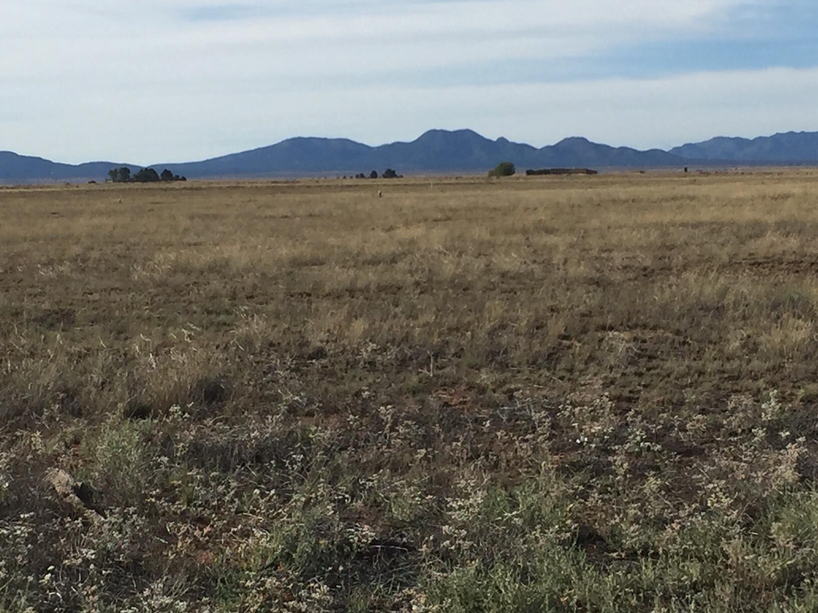 Land in Stanley 2