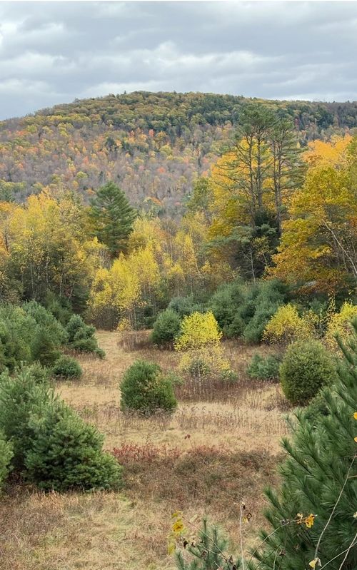 Lot 4 Catterall Rd, Lisbon, NH, 03585-7103 | Card Image