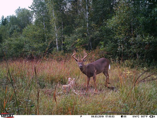 Buck 1 | Image 45