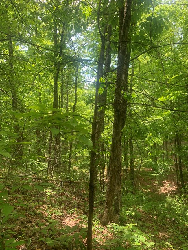 0 Tyler St, Home with 0 bedrooms, 0 bathrooms and null parking in Bluefield VA | Image 6
