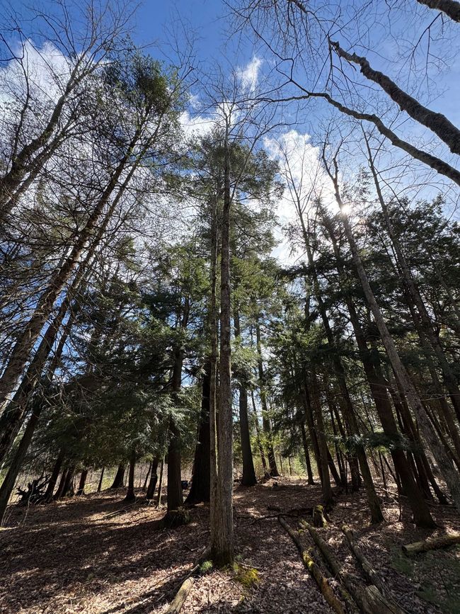 Countless Cedar Trees | Image 16