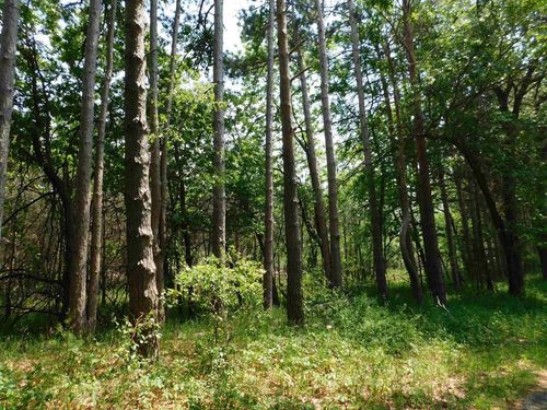 N4502 Pine Drive Drive, MECAN, WI, 53949 | Card Image