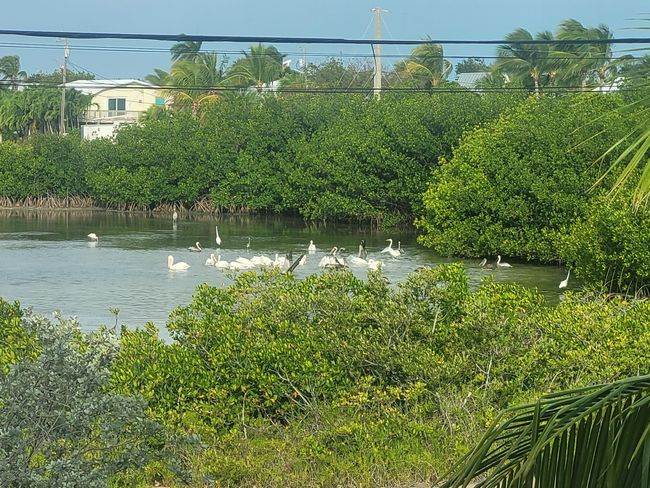 White Pelicans | Image 16