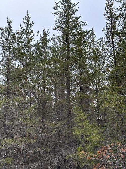 4069-2-ON Lois Rd, Tomahawk, WI, 54487 | Card Image