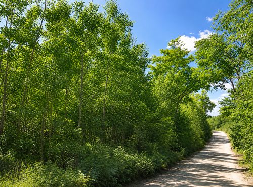 TBD Boy Lake Dr Ne, Remer, MN, 56672 | Card Image