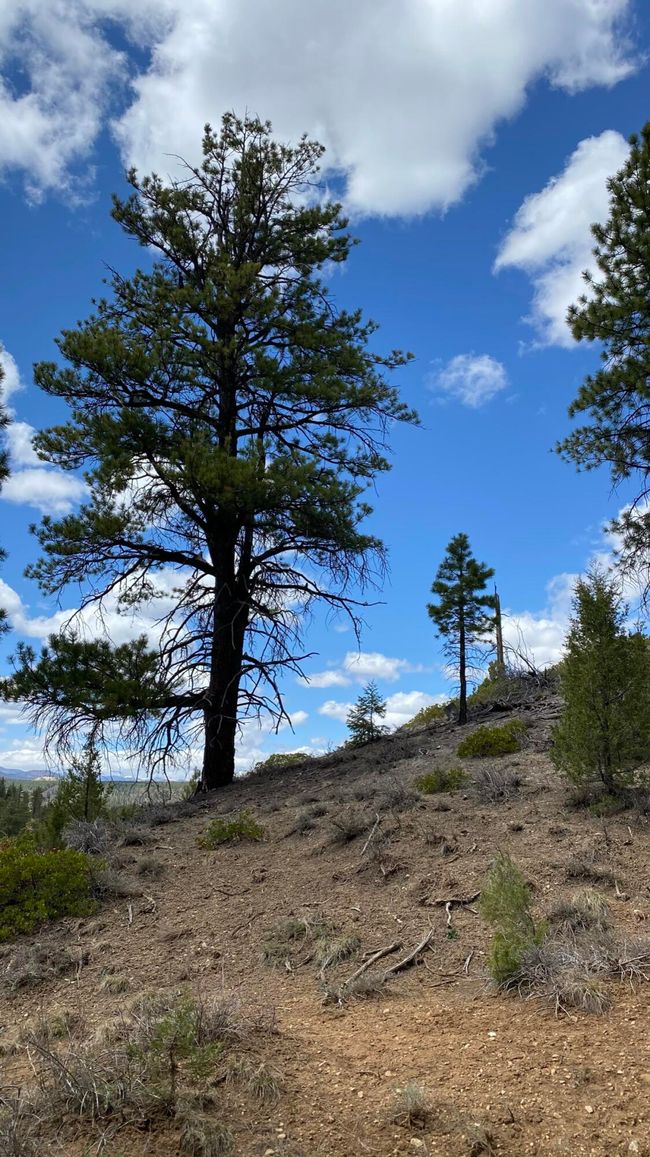 13 Elk Meadows Drive, For Sale in Duck Creek Zoocasa