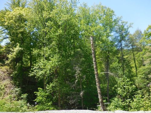 53 Little Cove Rd, Sevierville, TN, 37862 | Card Image