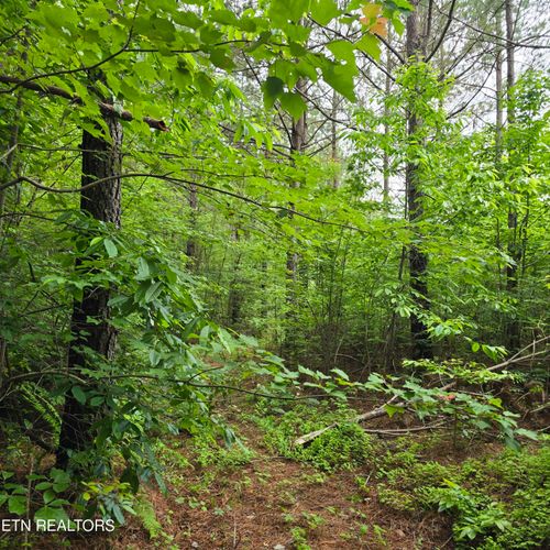 13 Holly Woods, Robbins, TN, 37852 | Card Image