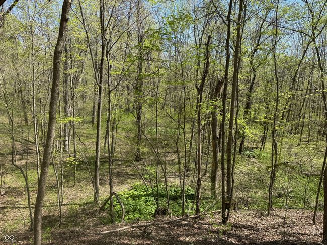 view of nature featuring a view of trees | Image 34