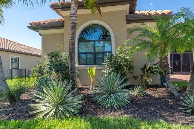 Agave Bushes | Image 47