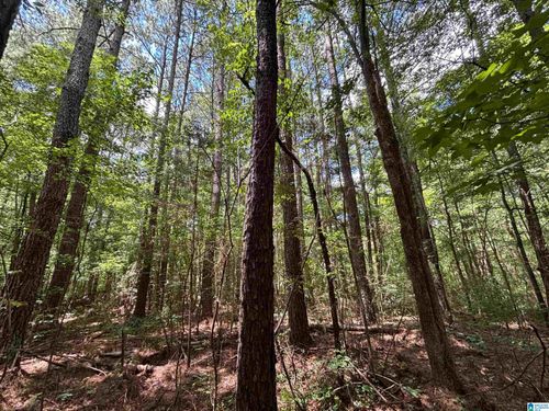 90-acres-0 County Road 42, Oneonta, AL, 35121 | Card Image