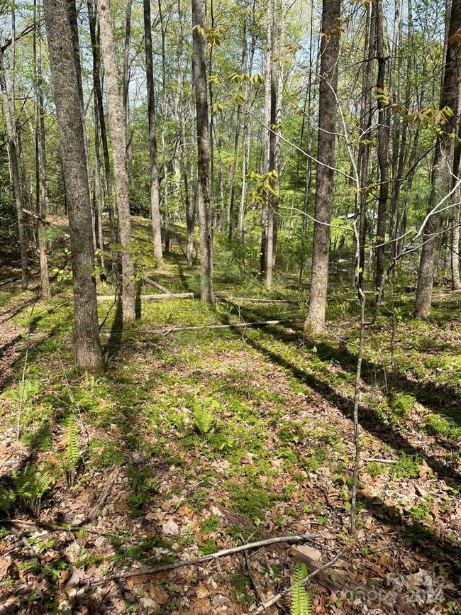 0000 Cawood Ln, Home with 0 bedrooms, 0 bathrooms and null parking in Clyde NC | Image 6