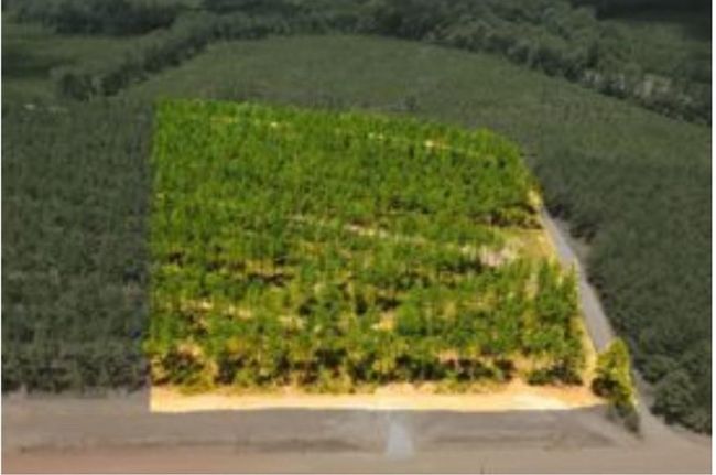 0 Richardson Rd E, Home with 0 bedrooms, 0 bathrooms and null parking in Livingston TX | Image 4