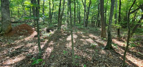 Lot 71 Serpentine Dr, Columbus, NC, 28722-6827 | Card Image