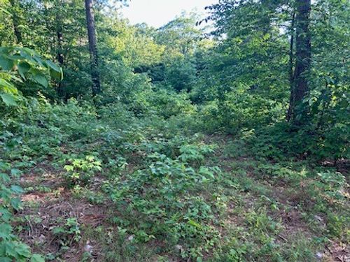 922 County Road 5590, Ozone, AR, 72854-9061 | Card Image