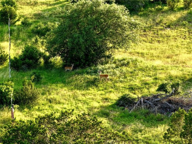 View of undeveloped land | Image 5