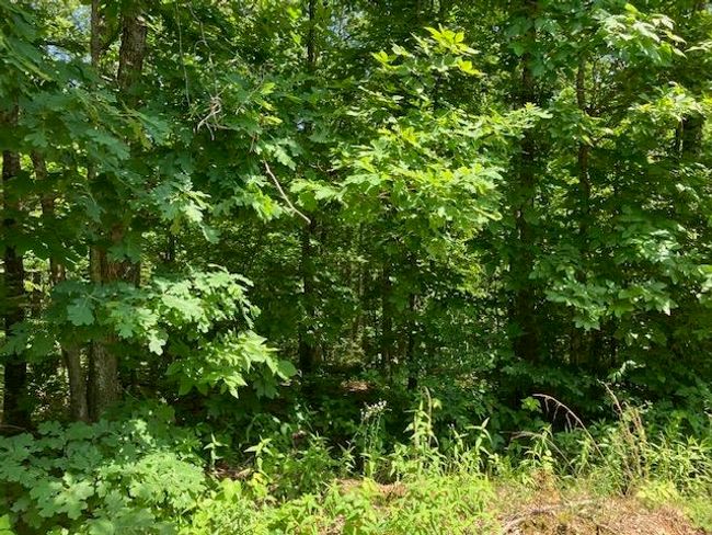 Lots 6 &amp; 7 Hillview Addition, Home with 0 bedrooms, 0 bathrooms and null parking in Mammoth Spring AR | Image 4