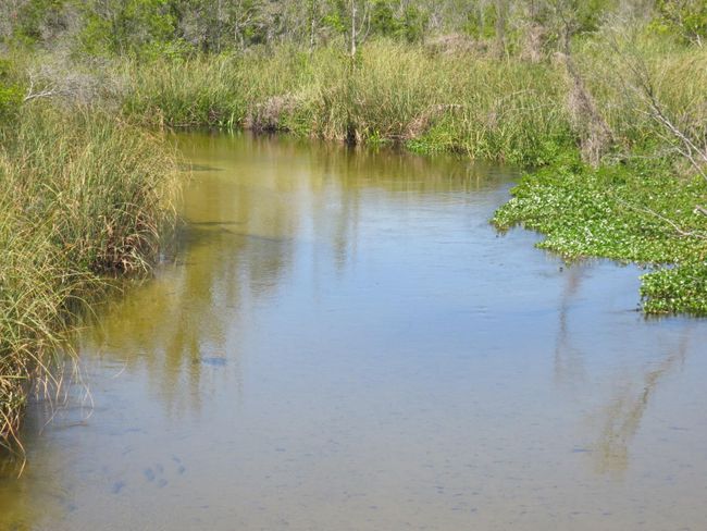 Ocala National Forest Activity | Image 79