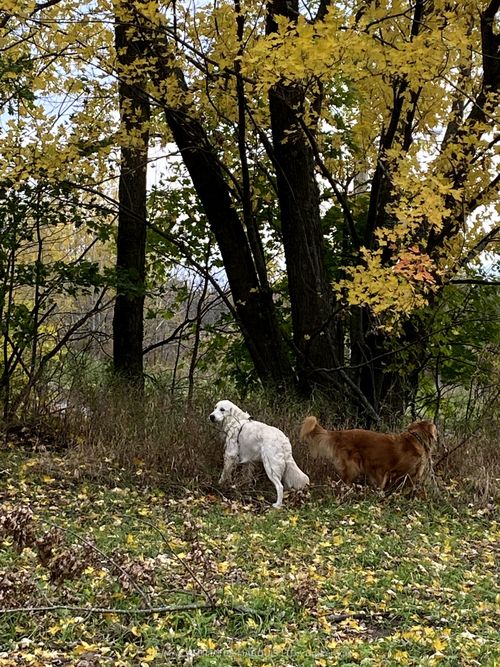 LOT Sapphire Drive N, South Glengarry, ON, K6H7J1 | Card Image