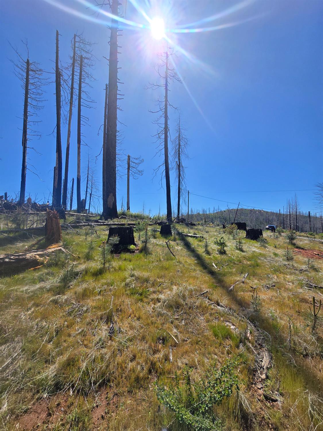 Land in Grizzly Flats 5