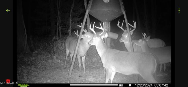 leaf deer | Image 14