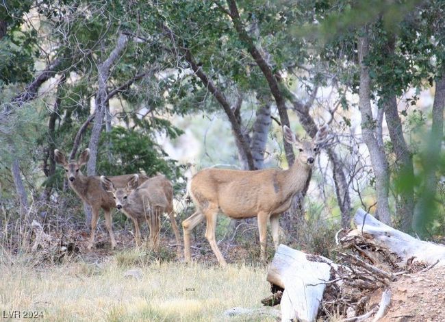 MT. CHARLESTON AREA - Wildlife | Image 38
