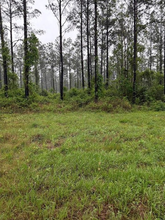 0 Richardson Rd E, Home with 0 bedrooms, 0 bathrooms and null parking in Livingston TX | Image 17