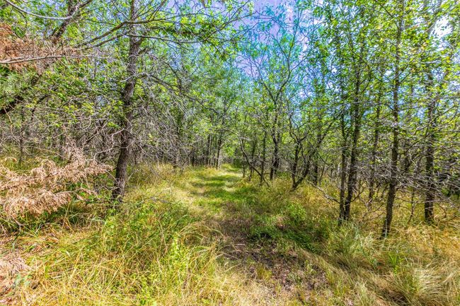 View of local wilderness | Image 37