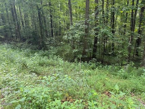 2 Timber Lake Dr, Cosby, TN, 37722 | Card Image